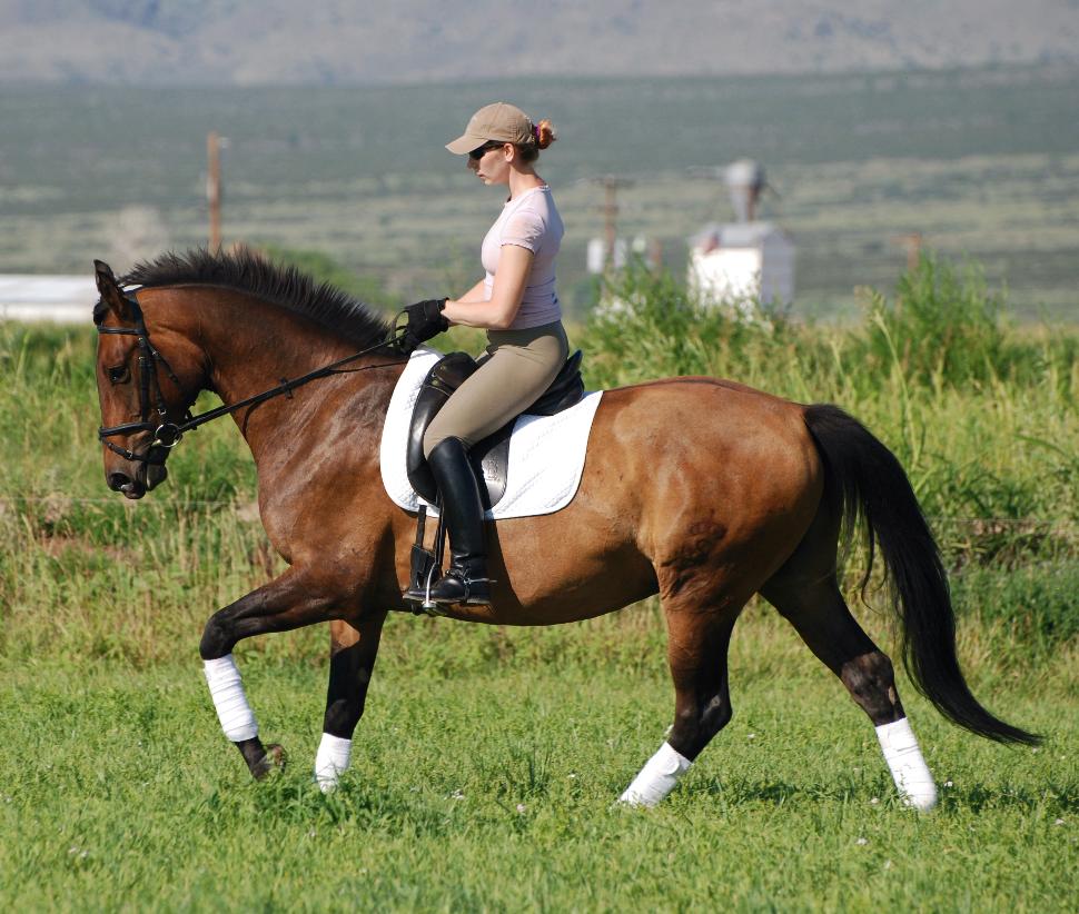 Pembroke Farm: Bregolas - 2003 SWB Gelding